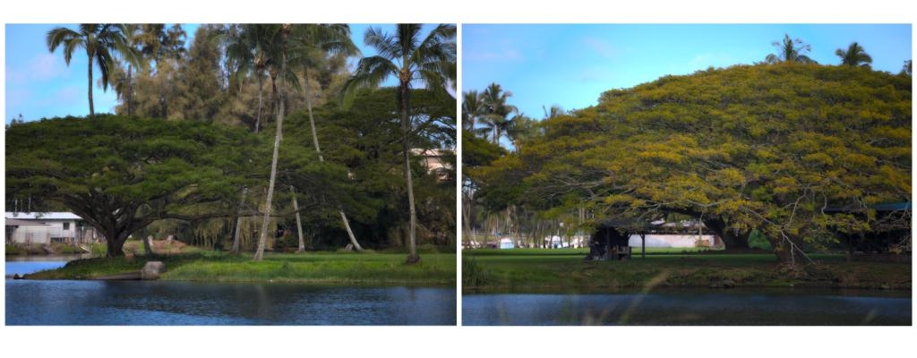 Wailoa Park, a great place for a picnic right here in Hilo town.